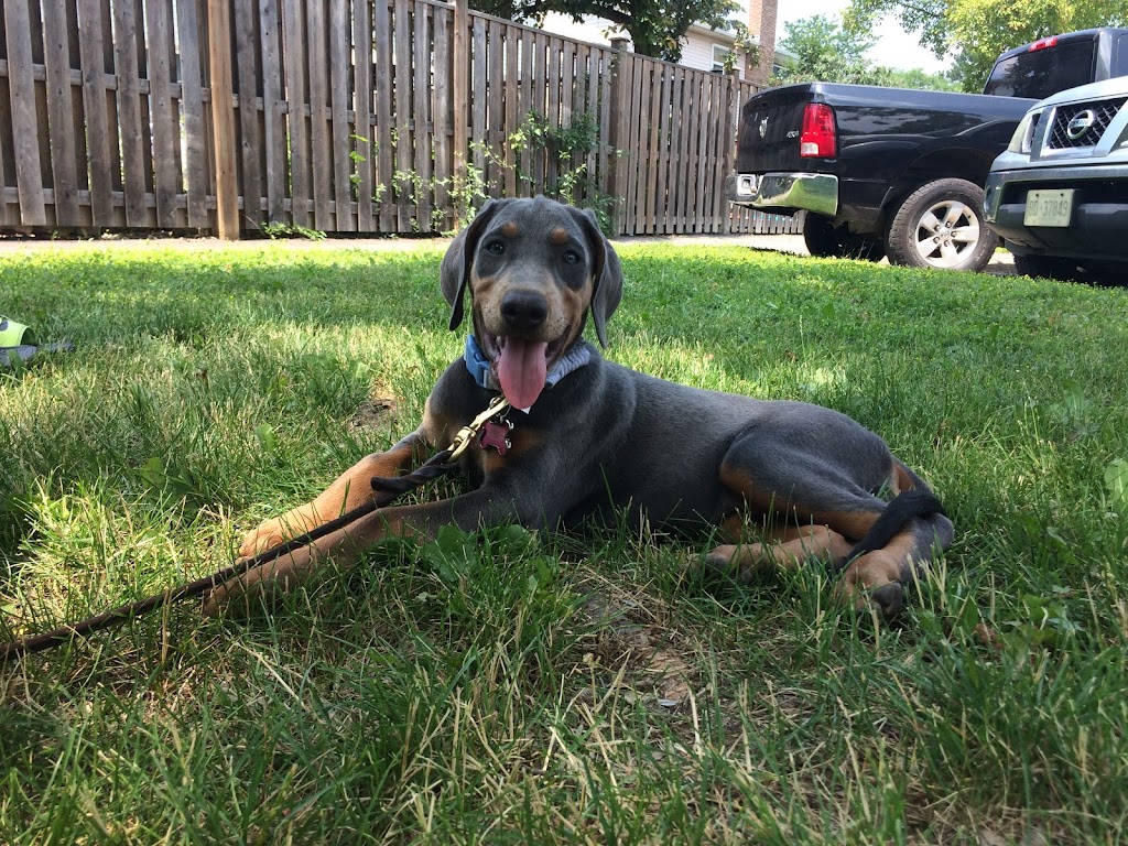 Barbosa k9s | 22 Bunting Dr, Brampton, ON L6Y 2H5, Canada | Phone: (647) 248-2411