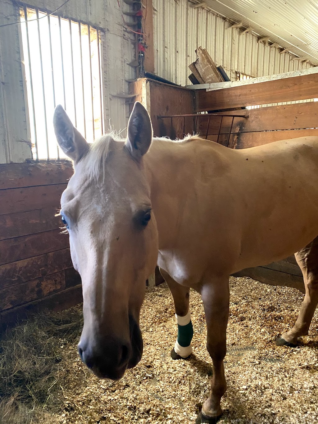 empire equestrian | 21239 Township Rd 524, Ardrossan, AB T8G 2E9, Canada | Phone: (780) 719-0400