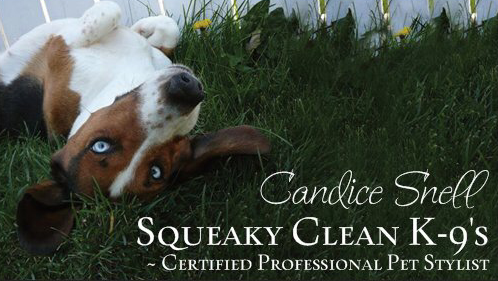 Squeaky Clean K-9s ~ Certified Dog Groomer | 117 Centre St S Bay 3, Sundre, AB T0M 1X0, Canada | Phone: (780) 898-1353