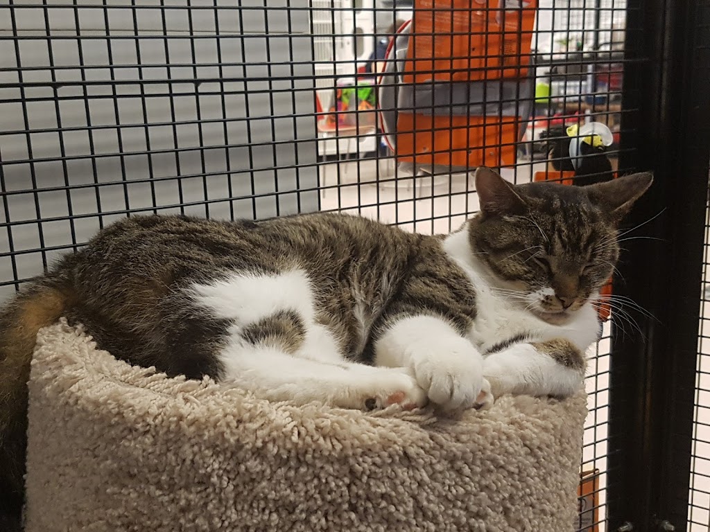 Markham Cat Adoption & Education Centre | 7755 Bayview Ave, Thornhill, ON L3T 4P1, Canada | Phone: (905) 762-1300