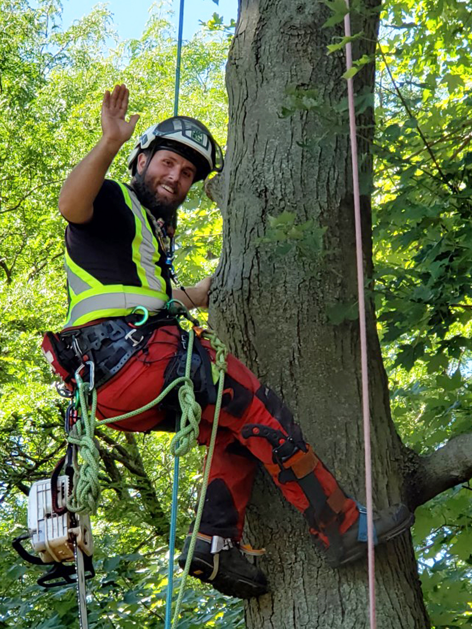 Clarke Tree Service | 395 Sandhurst Dr, Oakville, ON L6L 4L1, Canada | Phone: (289) 259-3967
