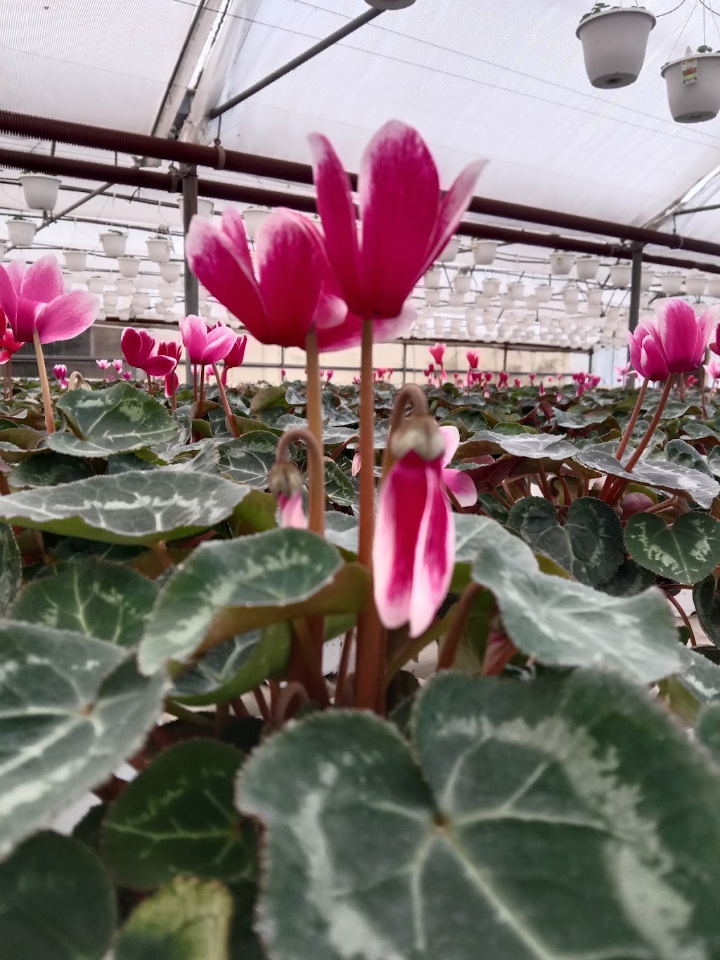Rosedale Greenhouses Ltd | 50935 Wilbourn Rd, Rosedale, BC V0X 1X0, Canada | Phone: (604) 858-8100
