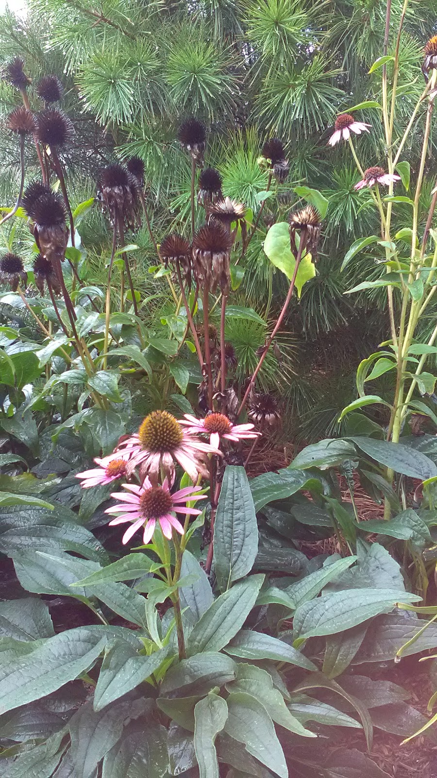 Healing Garden | St. Catharines, ON L2S 3A1, Canada