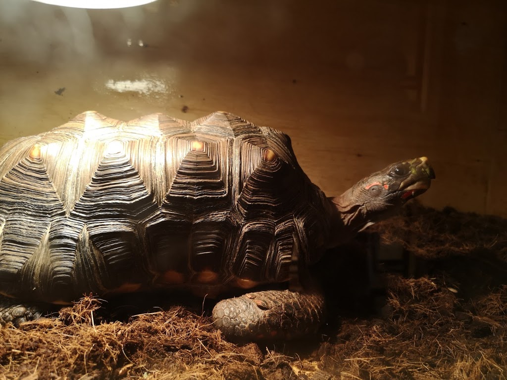 Monsieur Reptile | 165 Boulevard Ste Madeleine suite 6A, Trois-Rivières, QC G8T 3L7, Canada | Phone: (819) 909-6080