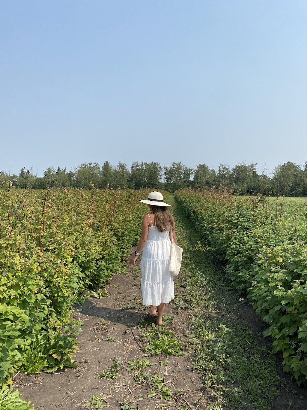 Horse Hill Berry Farm | 3203 211 Ave NE, Edmonton, AB T5Y 6P1, Canada | Phone: (780) 245-4930