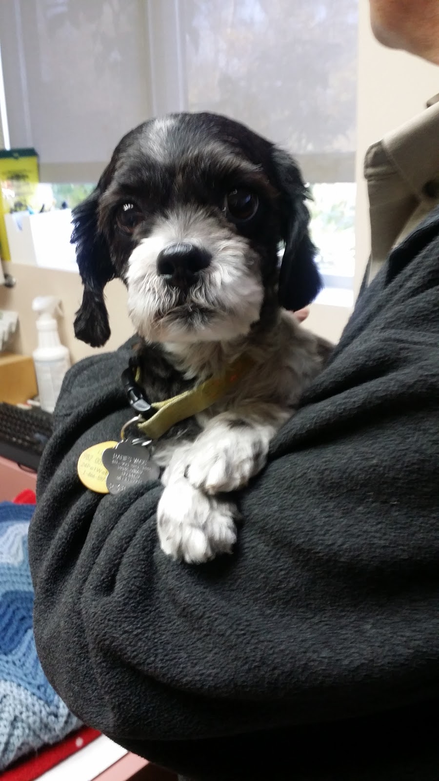 Park Animal Hospital | 1958 Burnhamthorpe Rd E, Mississauga, ON L4X 2S8, Canada | Phone: (905) 625-5222