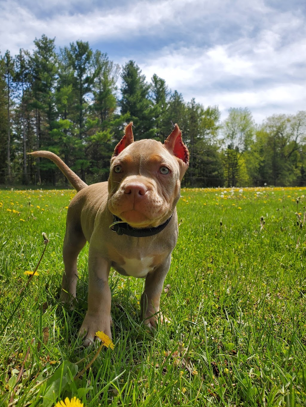 Weldrick Animal Hospital | 9580 Yonge St, Richmond Hill, ON L4C 1V6, Canada | Phone: (905) 237-7387