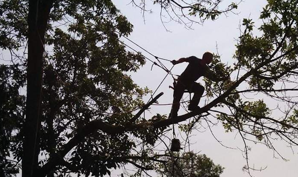 The Healthy Tree - Tree Removal | 514 John St, Dunnville, ON N1A 2R4, Canada | Phone: (905) 220-9170
