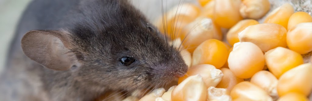 Top Line Pest Control: Bed Bugs, Cockroaches, Mice, Rats, Moles, | 5111 215 St, Langley City, BC V3A 5B9, Canada | Phone: (604) 551-6504