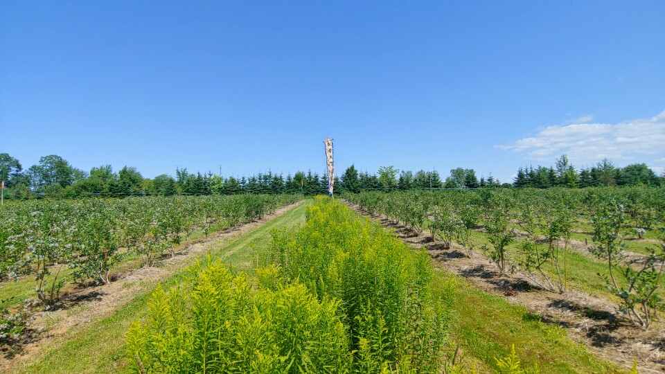 Arirang Farm | 620 Belcher St, Port Williams, NS B0P 1T0, Canada | Phone: (902) 599-4949