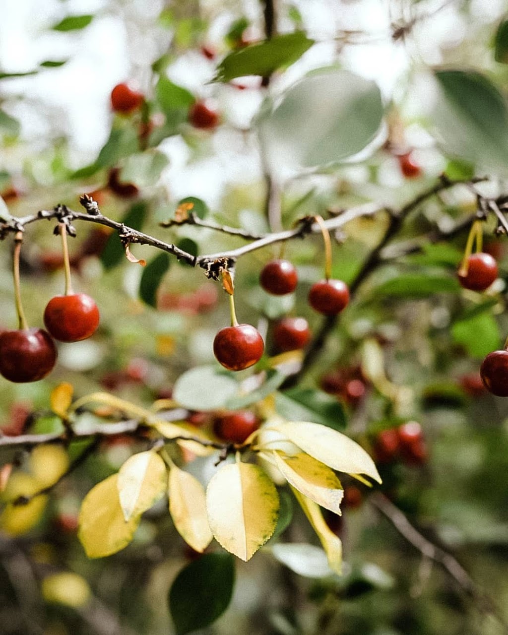 Bruno Cherry Sunday (Festival) | Ursuline Ave, Bruno, SK S0K 0S0, Canada | Phone: (306) 369-2514