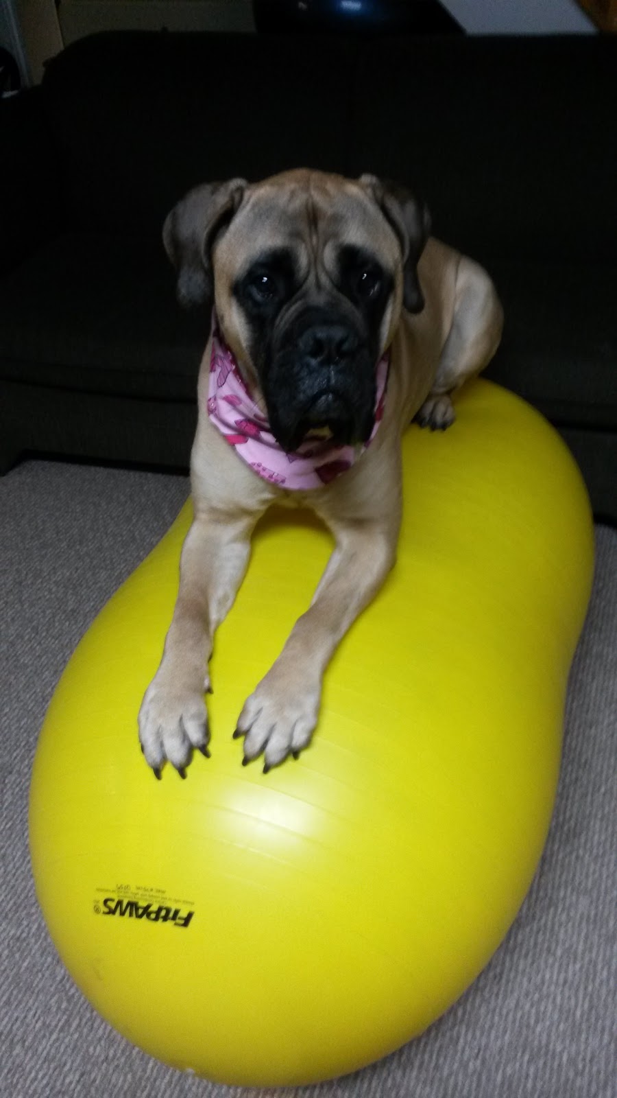 Niagara Canine Conditioning Centre | 5A-188 Bunting Rd, St. Catharines, ON L2M 3Y1, Canada | Phone: (289) 362-5900
