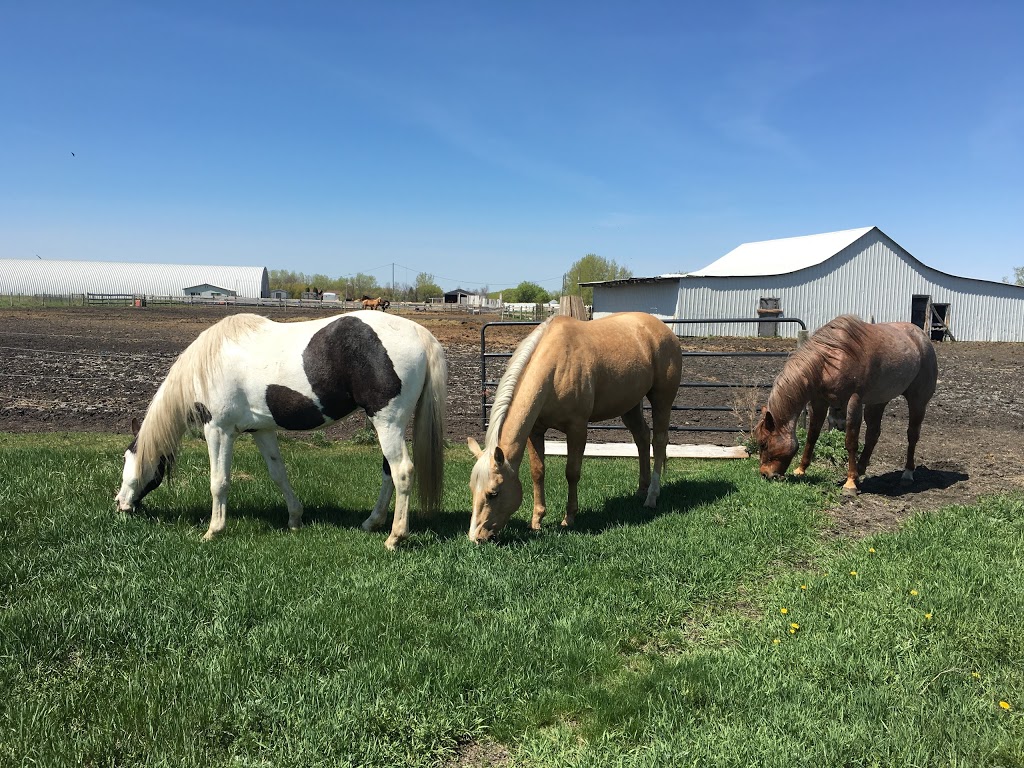 Hi Point Horsemanship | 42 Dacotah Rd, Dacotah, MB R4K 1C1, Canada | Phone: (204) 995-0048