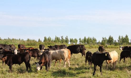 Buis Beef | 7792 Seventh Line E, Chatham, ON N7M 5J6, Canada | Phone: (519) 352-5789