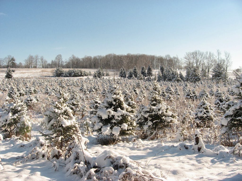 Barretts Christmas Tree Farm | 3141 Williamson Rd, Cobourg, ON K9A 4J7, Canada | Phone: (905) 342-2622