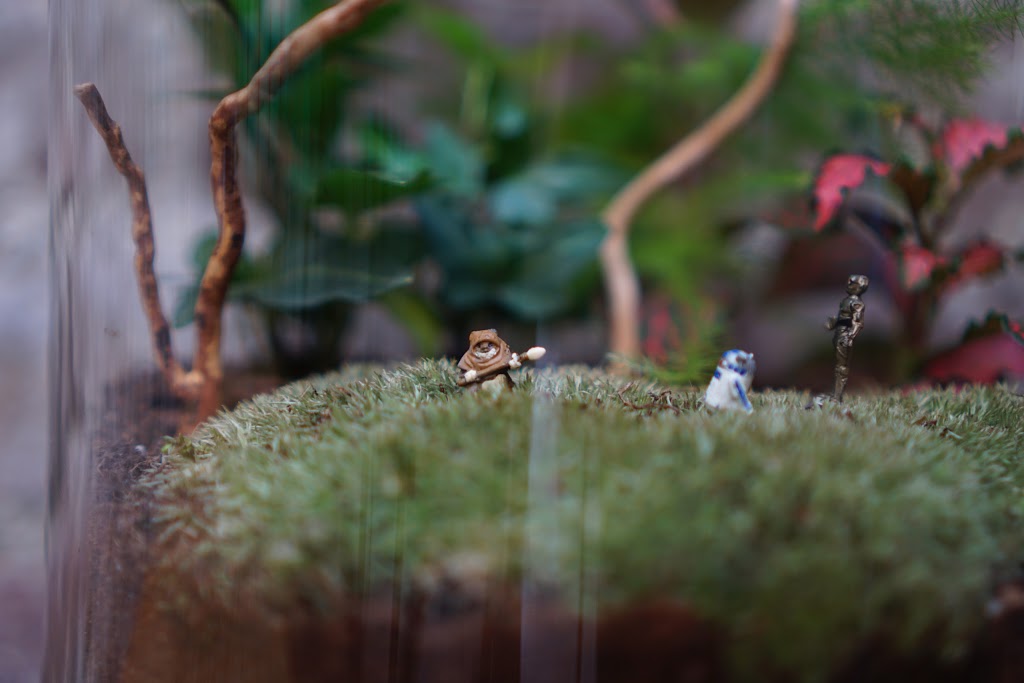 Terrarium House | 57 Lynwood Rd, Hamilton, ON L9C 6M7, Canada