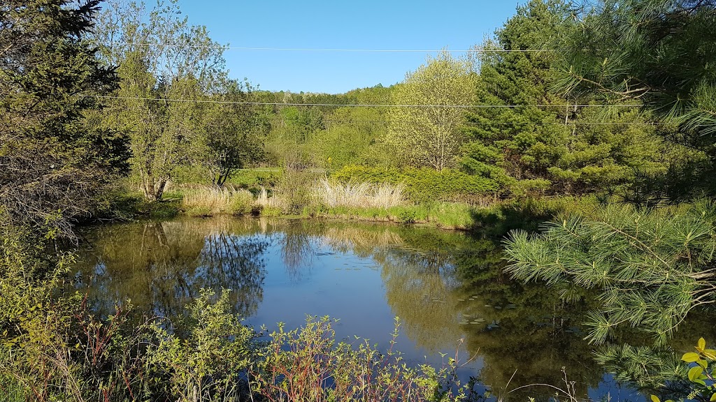 Étang Curtis Ayers Cliff | 450539 Oxford County Rd 6, Embro, ON N0J 1J0, Canada
