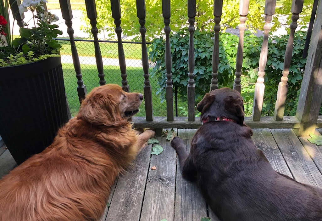 Round Trip Dog Walking & Pet Sitting | 293 Buckingham Dr, Stillwater Lake, NS B3Z 1G8, Canada | Phone: (902) 499-3595
