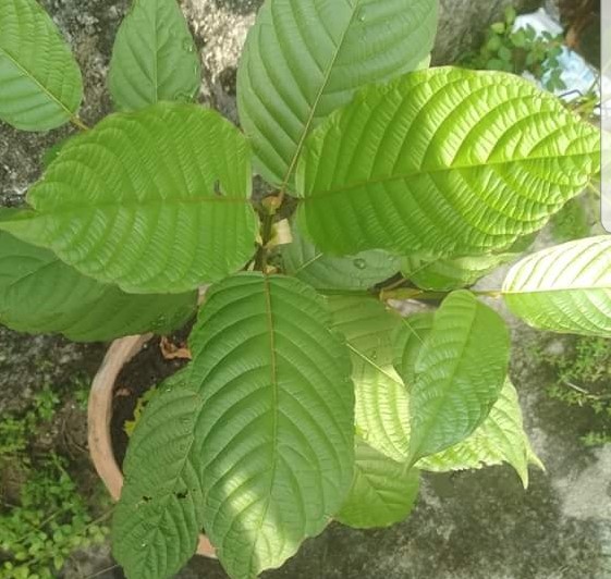 True North Kratom | POB 59546, Mississauga, ON L5H 1G9, Canada