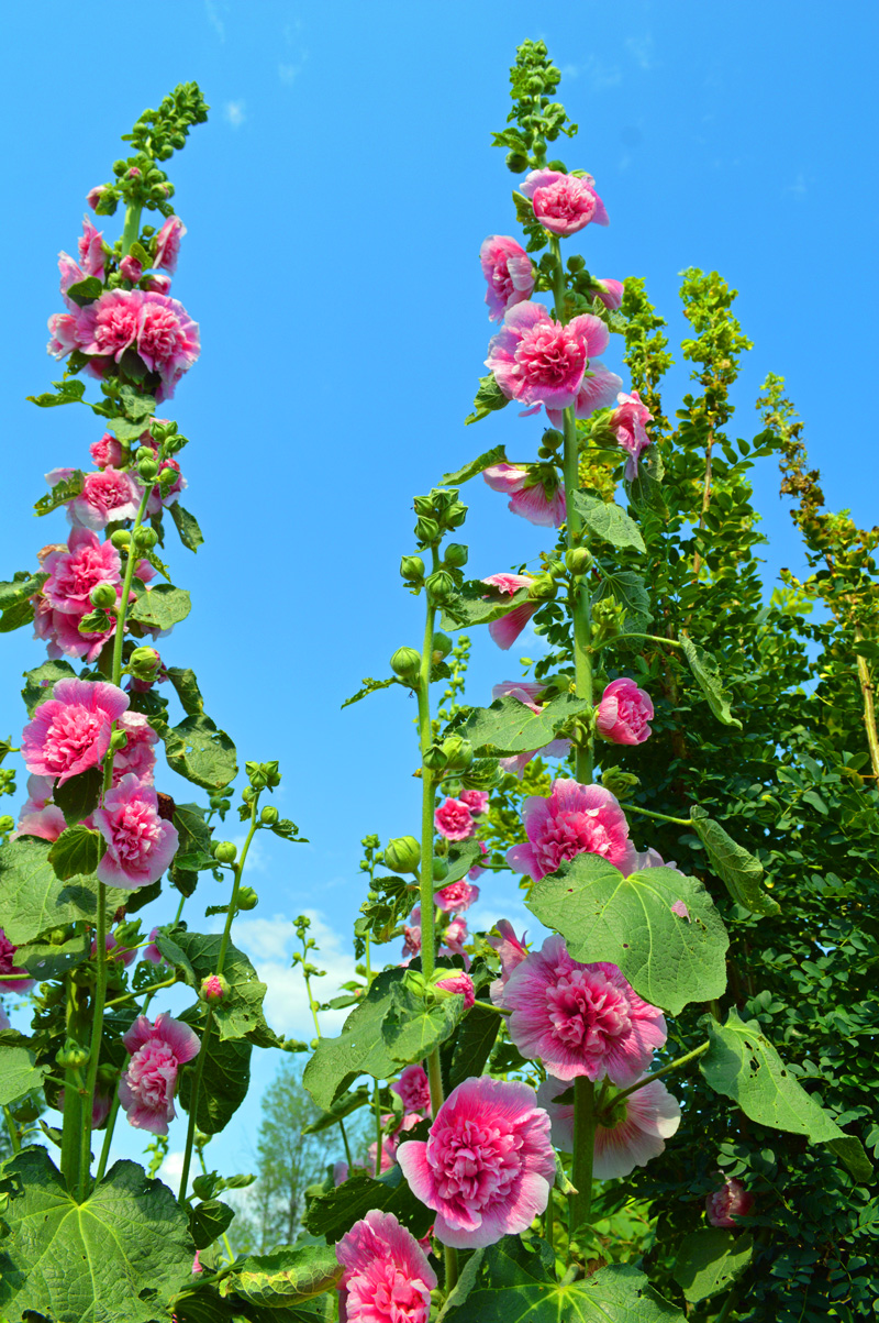 Living Landscapes | 2514 Harmony Rd, Corbyville, ON K0K 1V0, Canada | Phone: (705) 313-4769