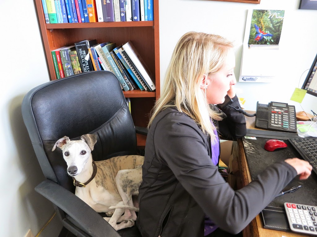 Foothills Animal Hospital | 34 Southridge Dr #6, Okotoks, AB T1S 2G5, Canada | Phone: (403) 938-3791