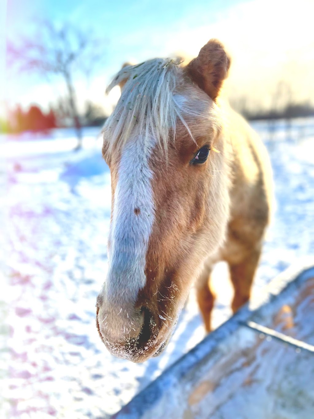 Boomers Funny Farm | 18064 Gimli Park Rd, Aspen Park, MB R0C 1B0, Canada | Phone: (204) 891-0211