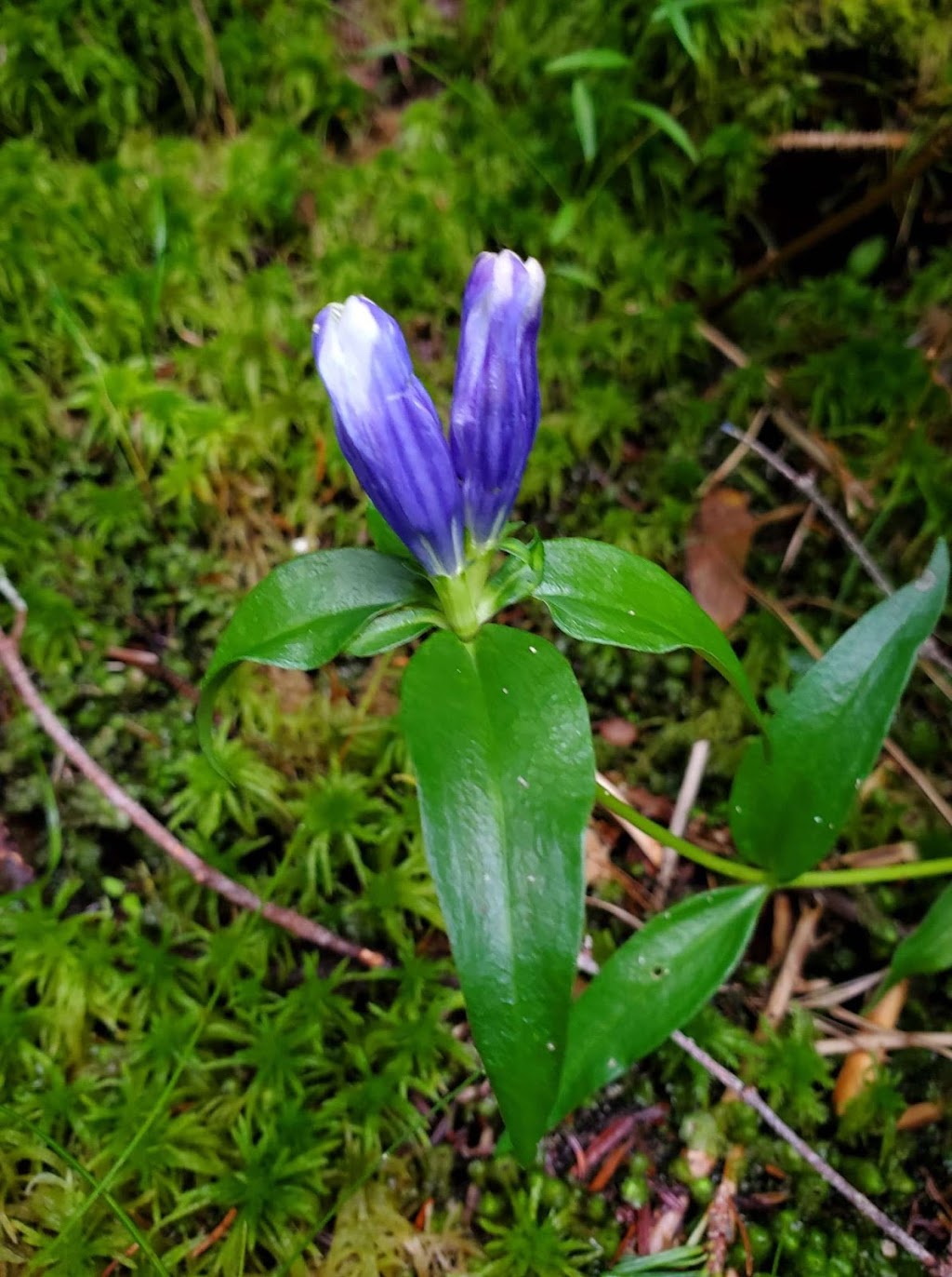 Fouth Connecticut Lake Hiking Trail | US-3, Pittsburg, NH 03592, USA