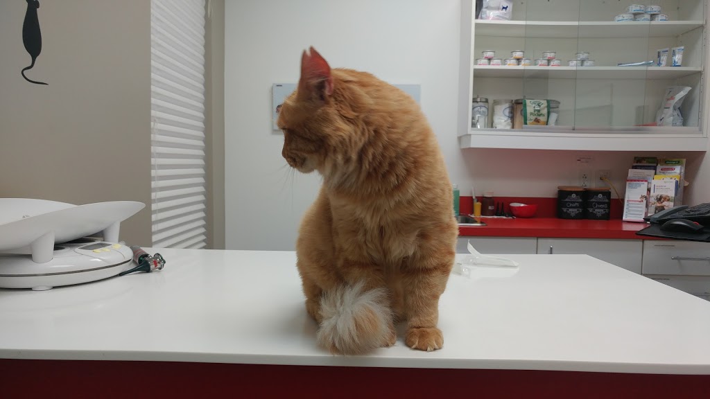 Veterinary Hospital De LEstrie | 2736 Rue Galt O, Sherbrooke, QC J1K 2V8, Canada | Phone: (819) 562-8585