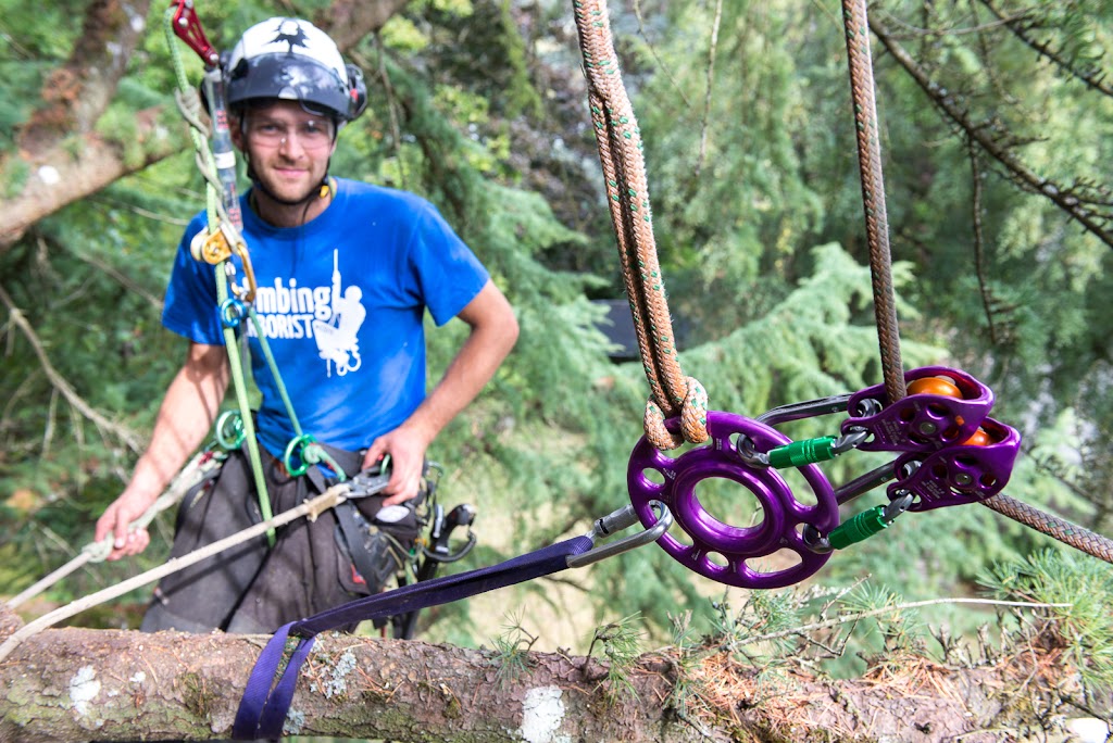 Peak Trees | 6566 Pinehurst Dr, Vancouver, BC V5X 4P1, Canada | Phone: (778) 318-9442