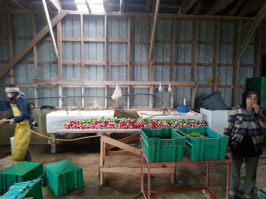 Cedar Down Farm | 222145 Concession Rd 14, Neustadt, ON N0G 2M0, Canada | Phone: (519) 665-2008