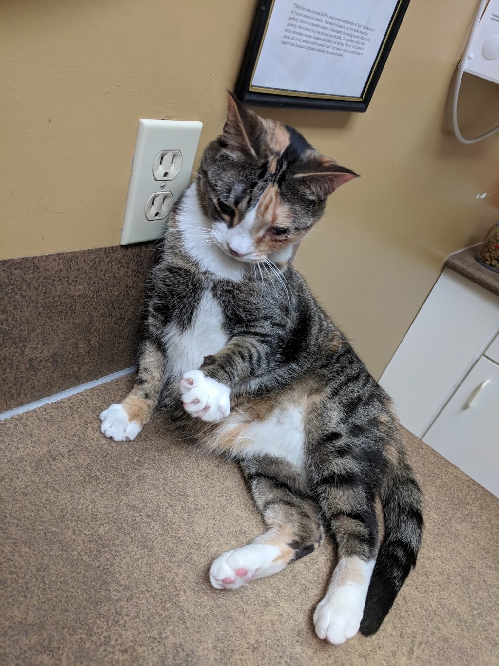 Exclusively Cats Veterinary Hospital | 945 Corydon Ave, Winnipeg, MB R3M 0W8, Canada | Phone: (204) 287-8810