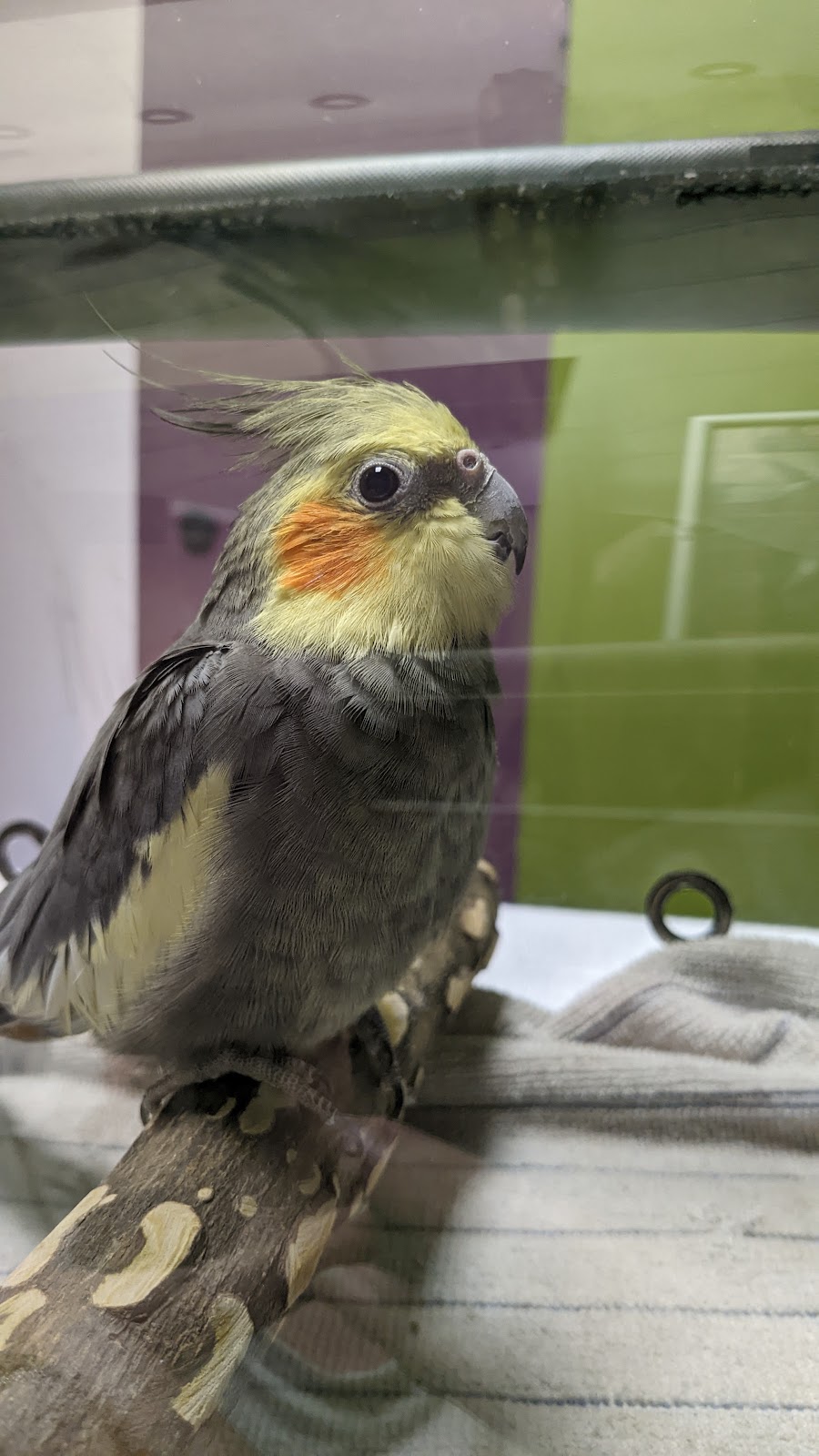 Cross Roads Animal Health Centre | 3 Myrtle St, Stratford, PE C1B 1P4, Canada | Phone: (902) 370-2838