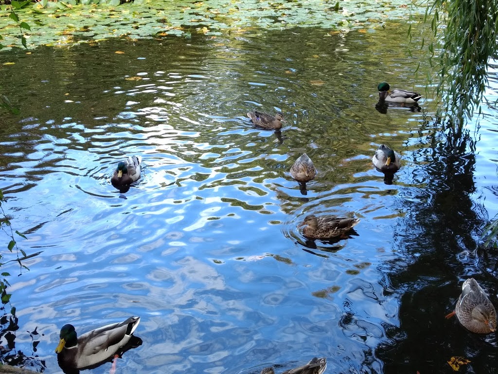 Gorge Waterway Nature House | Esquimalt Gorge Park, Tillicum Road, Victoria, BC V9A, Canada | Phone: (778) 265-5119