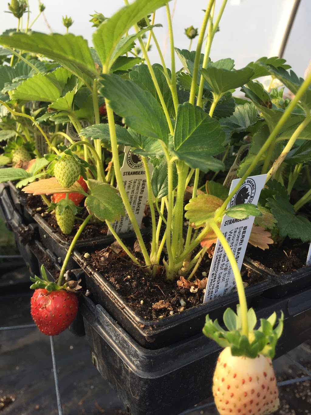 Grumpas Organic Greenhouses | 7871 Concession Rd 3, Lisle, ON L0M 1M0, Canada | Phone: (705) 424-9920