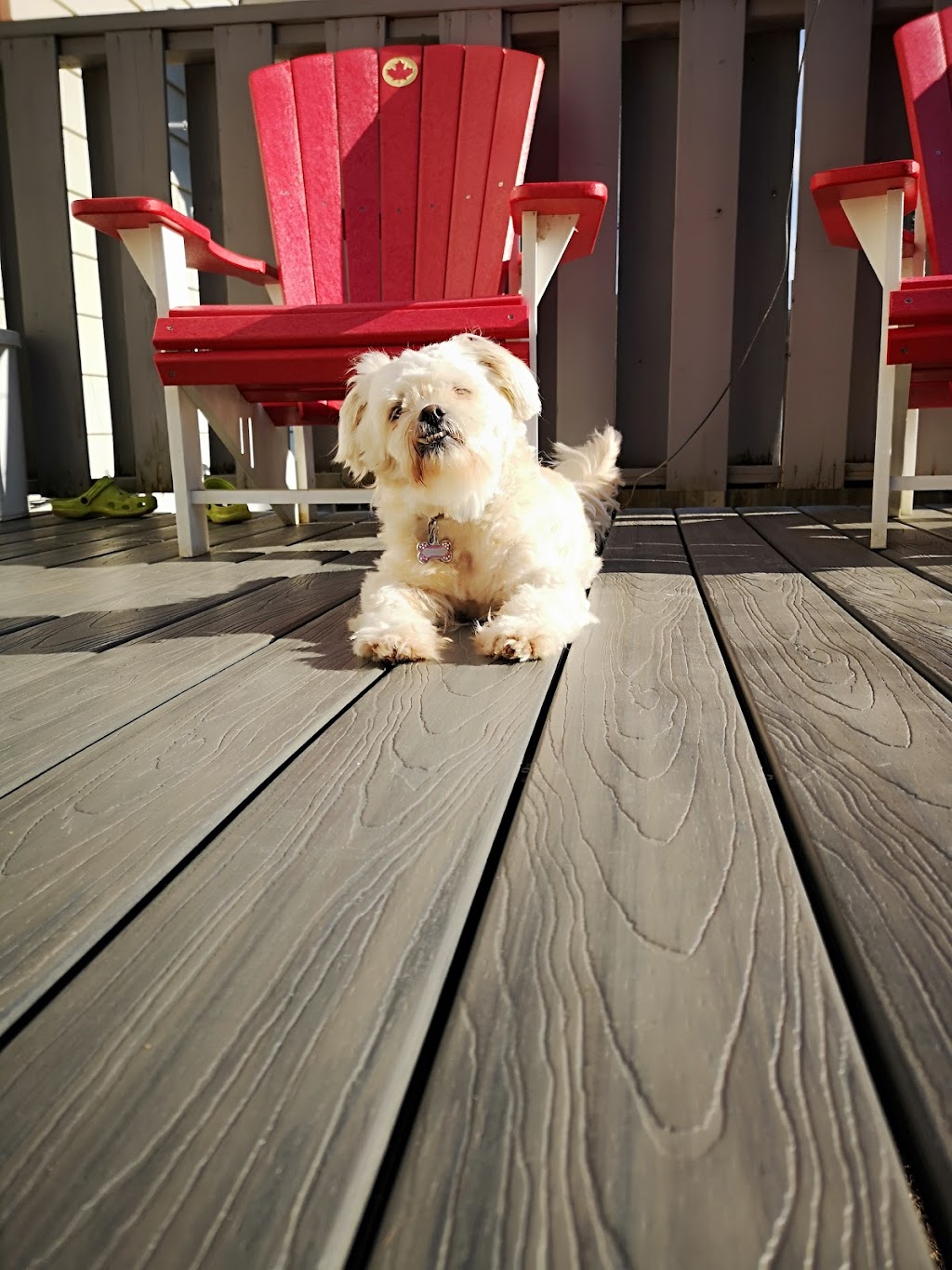 Owen Sound Veterinary Clinic | 102743 Grey County Rd 18, Owen Sound, ON N4K 5N6, Canada | Phone: (519) 371-1221