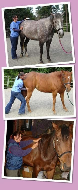 Advanced Connections Equine & Canine Therapy | 1163 Burnside Rd W, Victoria, BC V8Z 1N5, Canada | Phone: (250) 370-9951
