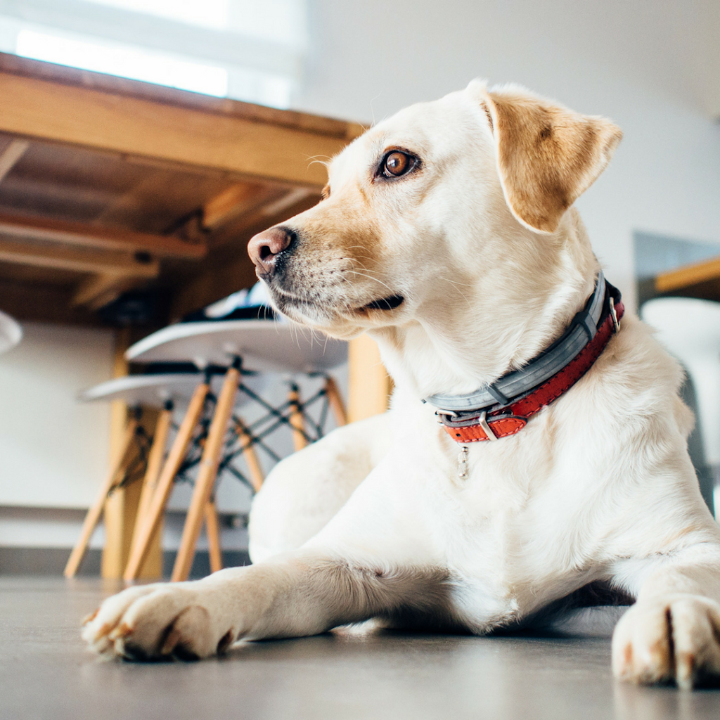 Westbrook Veterinary Clinic | 21 Fairway Dr NW, Edmonton, AB T6J 2S6, Canada | Phone: (780) 436-5073