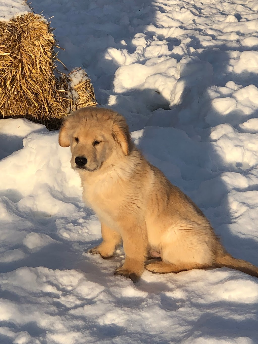 Chenil Hurle-Vent (Pension pour chiens / Dog boarding) | 197 Rang Saint-André, Saint-Bernard-de-Lacolle, QC J0J 1V0, Canada | Phone: (450) 246-2940
