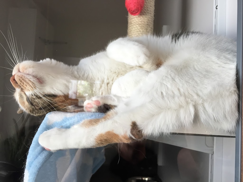 A Feline Inn | BY APPOINTMENT, 96 Abingdon Way NE, Calgary, AB T2A 6R8, Canada | Phone: (403) 272-7264