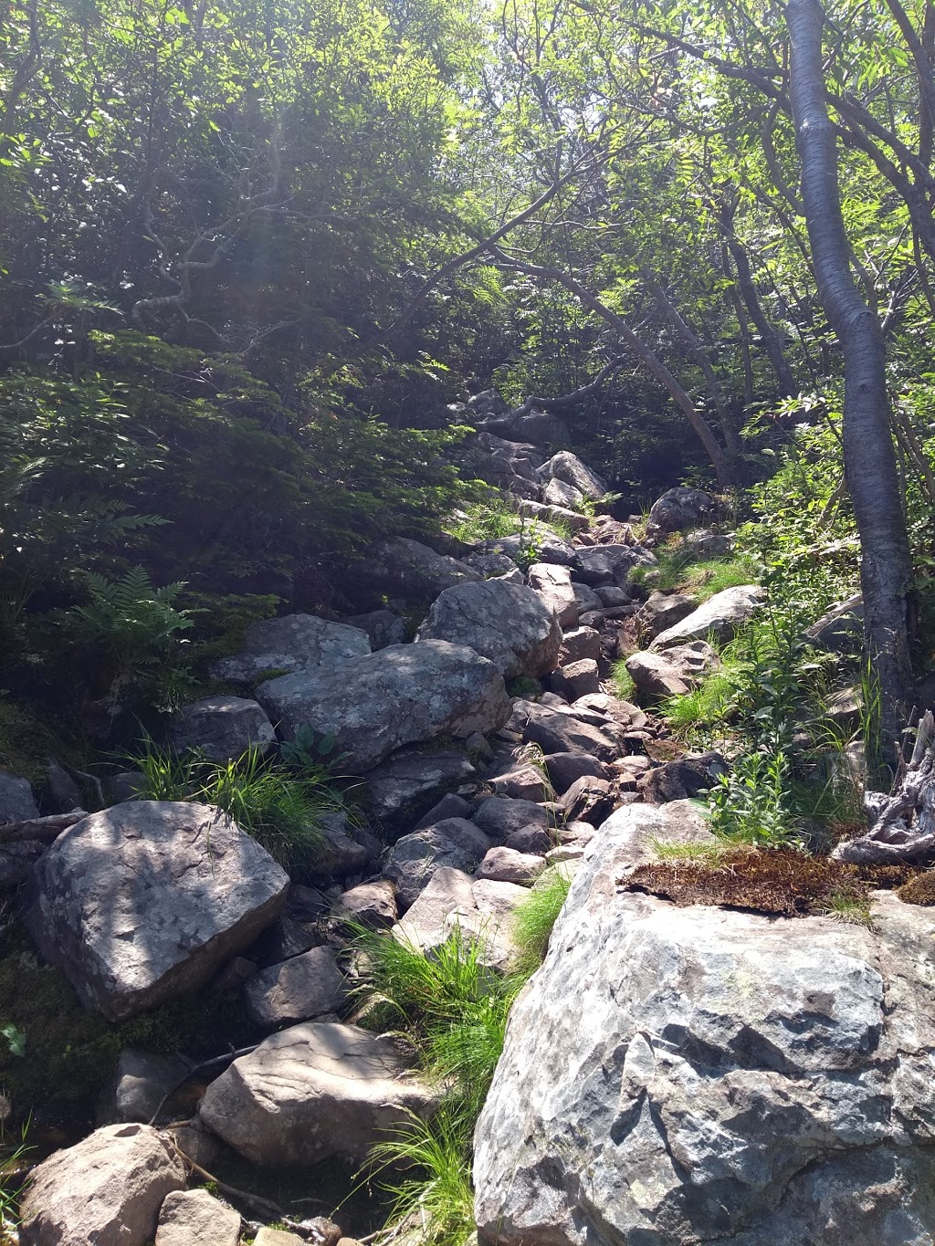 East Coast Trail Near Fort Amherst | Deadmans Bay Path, St. Johns, NL A1C 5H2, Canada