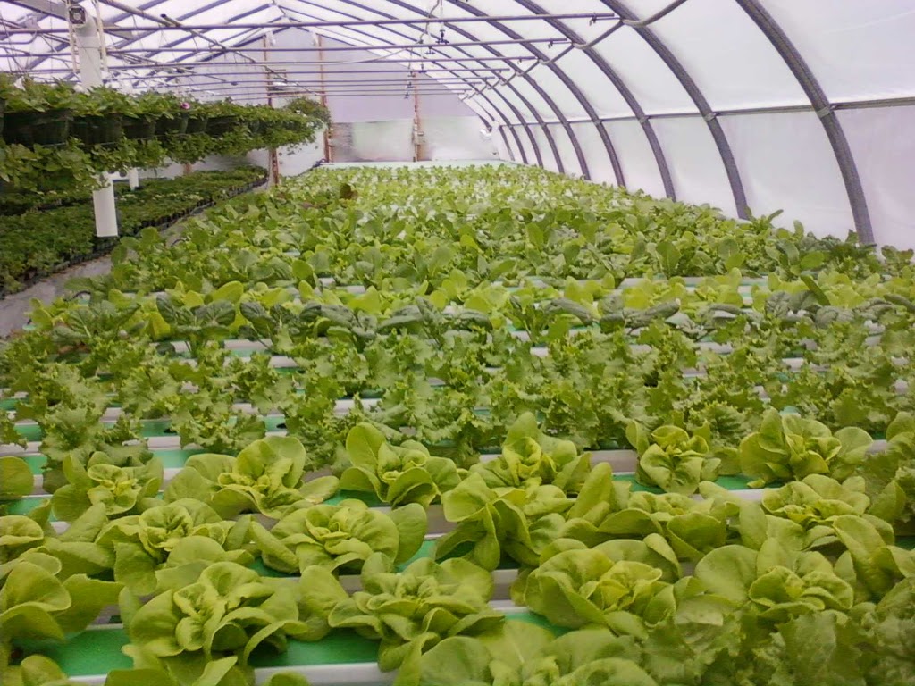 Les Serres Ariane | 537 2e Rang E, Saint-Joachim-de-Shefford, QC J0E 2G0, Canada | Phone: (450) 539-4166