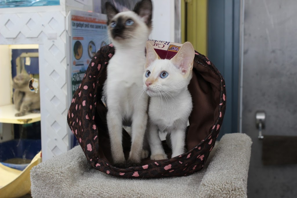 animalerie la fine griffe | 5700 Rue Martineau, Saint-Hyacinthe, QC J2R 1T6, Canada | Phone: (450) 796-4090