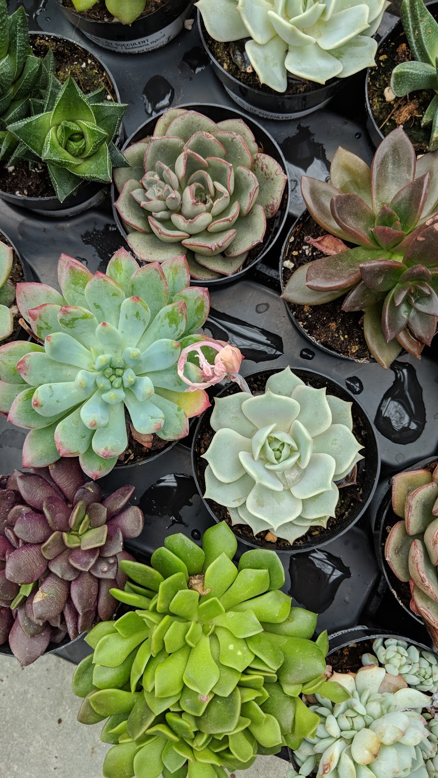 Foxglove Farm and Garden Supply | 104 Atkins Rd, Salt Spring Island, BC V8K 2R5, Canada | Phone: (250) 537-5531