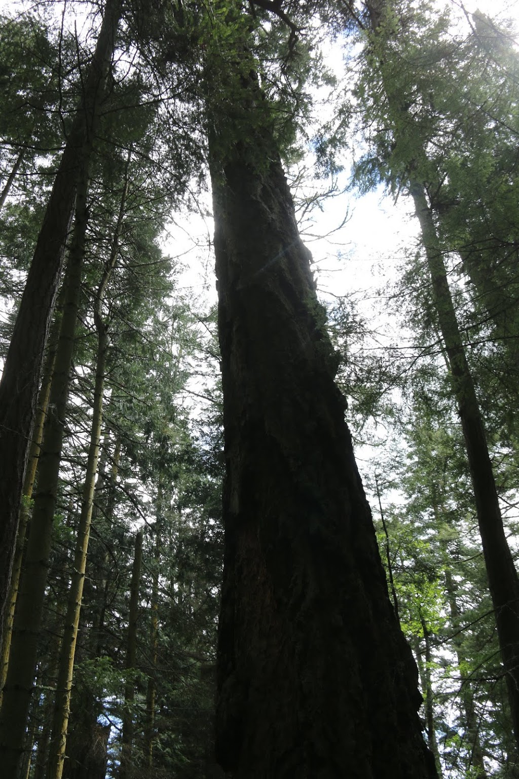 big cedar trail | Rosario Rd, Anacortes, WA 98221, USA