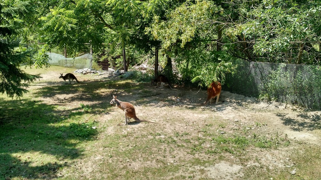 Bowmanville Zoo | 340 King St E, Bowmanville, ON L1C 3K5, Canada | Phone: (905) 623-0957
