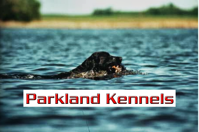 Parkland Kennels West Inc | 53119 Range Rd 280, Stony Plain, AB T7Z 1Y2, Canada | Phone: (780) 963-4269