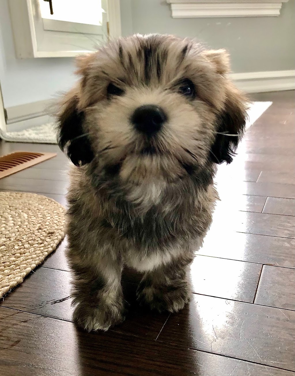 Moors Havanese | B24525, Side Rd 17, Beaverton, ON L0K 1A0, Canada | Phone: (705) 426-1517