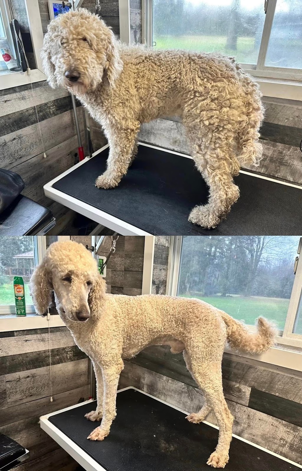 Frontier Canine Boarding | 5661 Egremont Dr, Ilderton, ON N0M 2A0, Canada | Phone: (416) 707-0281