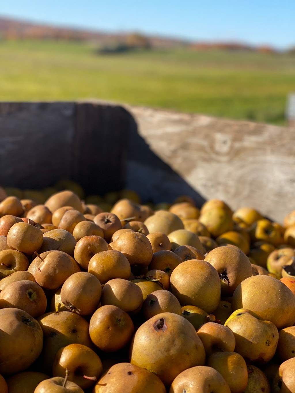 Windswept Cider | 317282 3 Line, Meaford, ON N4L 1W7, Canada | Phone: (519) 217-1479