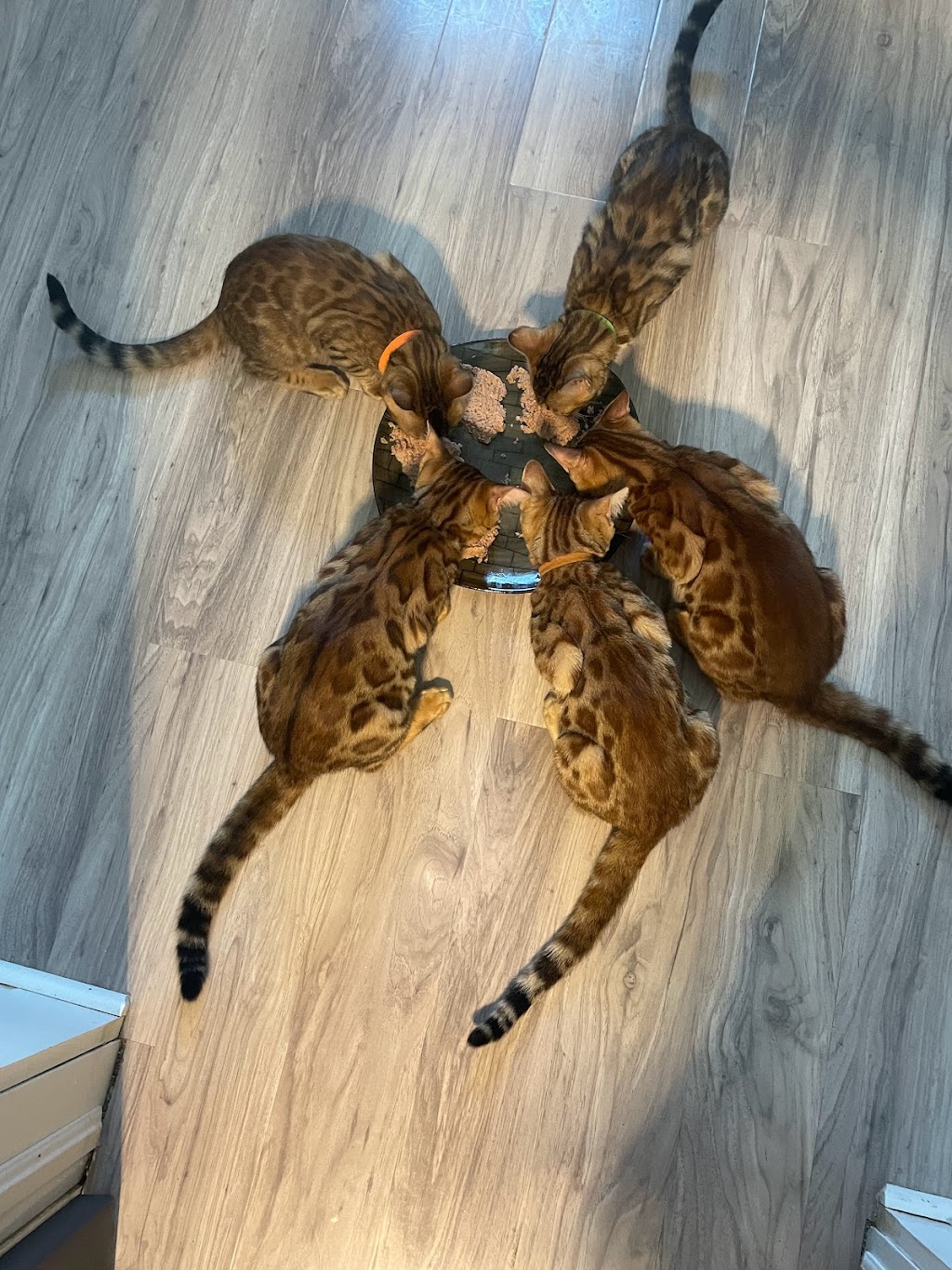 Belle Bengals | 15 Pringle Dr, Belleville, ON K8P 2L2, Canada | Phone: (613) 243-2408